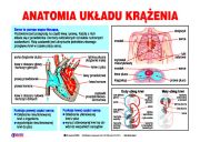 Anatomia_ukladu_krazenia_pp.jpg